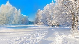 高清晰蓝天下的冬季树林壁纸