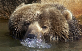 高清晰水中吹气泡的棕熊壁纸