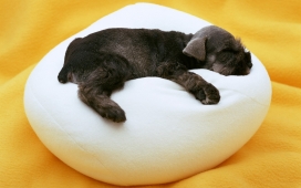 高清晰睡在白色沙发上的黑狗壁纸