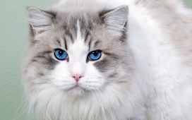 高清晰蓝眼猫壁纸