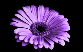 高清晰紫色雏菊花壁纸