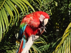红色金刚鹦鹉鸟