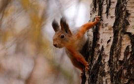 松树上准备跳跃的松鼠