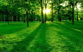 高清晰绿色森林中的阳光壁纸