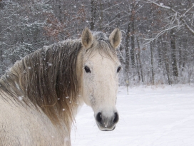 冬季树林中的白马