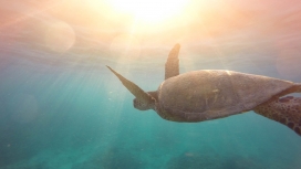 高清晰阳光海底游泳的海龟壁纸