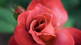 高清晰红色玫瑰花壁纸
