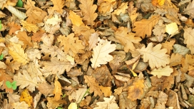 高清晰秋季枯叶写真壁纸