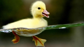高清晰水中游泳的黄色小鸭子