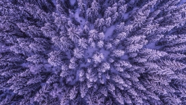 紫色林海雪原