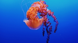 蒙特利湾水族馆水母
