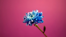 高清晰蓝色花朵壁纸