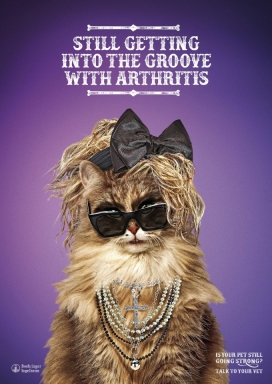 关节炎不能阻止他摇滚的宠物-Metacam平面广告