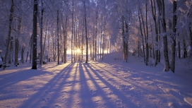 高清晰冬季树林的早晨壁纸
