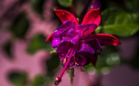 美丽的紫红色的花