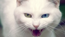 高清晰张嘴的白色小猫咪壁纸