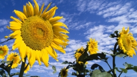 高清晰向日葵太阳花壁纸