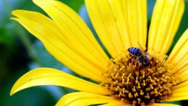 高清晰黄花上采蜜的蜜蜂壁纸