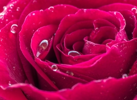 高清晰带雨珠的红色玫瑰花壁纸