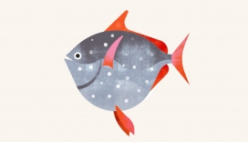 加州海洋生物-鱼类插画