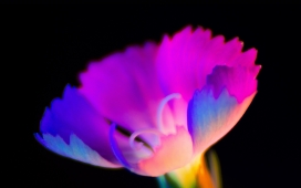 霓虹色彩艺术的暗花