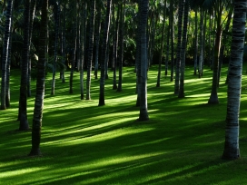 高清晰绿色森林草原壁纸