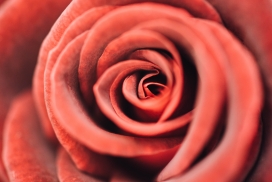 高清晰红色玫瑰花写真壁纸