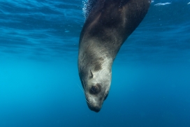 高清晰潜水玩耍的海豹壁纸