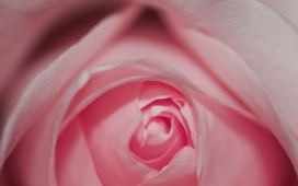 高清晰粉红色玫瑰花写真壁纸