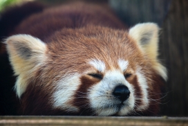 睡觉的浣熊