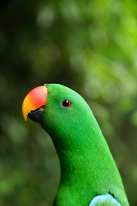 绿色鹦鹉鸟写真