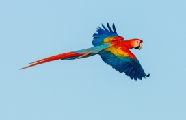 红蓝鹦鹉鸟
