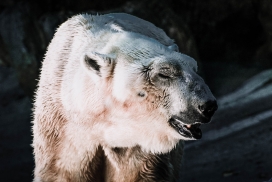 北极熊觅食