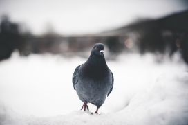 雪中漫步的信鸽