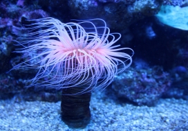 紫蓝色带须的海洋生物