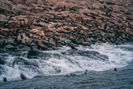 高清晰海狮栖息岛屿壁纸