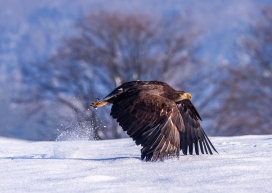 雪地起飞的雄鹰