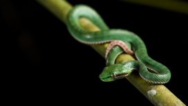 高清晰竹竿上的绿色毒蛇壁纸