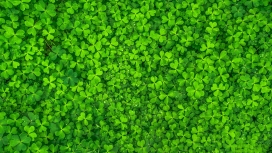 高清晰绿色酢浆草壁纸