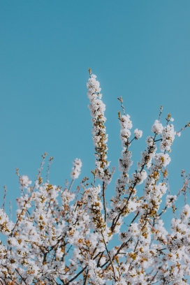 高清晰白色樱花树枝壁纸