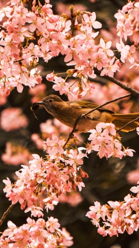 樱花树枝上的画眉鸟