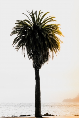 高清晰海边棕榈树壁纸