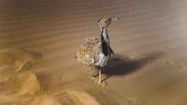 高清晰沙漠中的鸵鸟幼鸟壁纸
