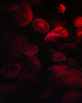 高清晰红色透明水母壁纸