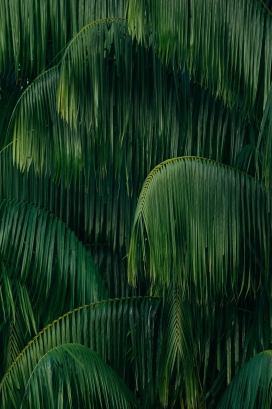 高清晰绿色椰子树壁纸