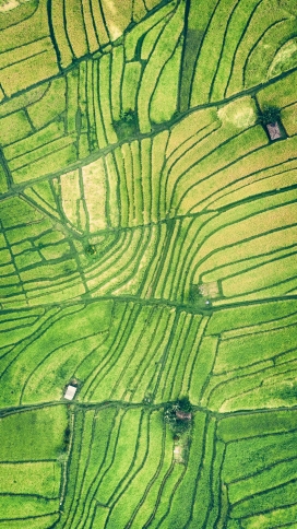 无人机高空俯拍的绿色农田