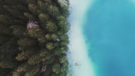 蓝海树林