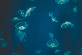 浅蓝色海月水母