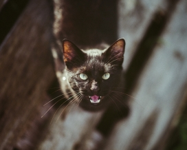 凶猛的孟买黑猫