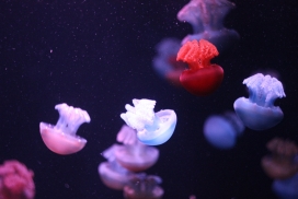 五彩海洋水母